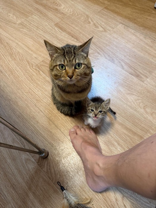 成猫と子猫