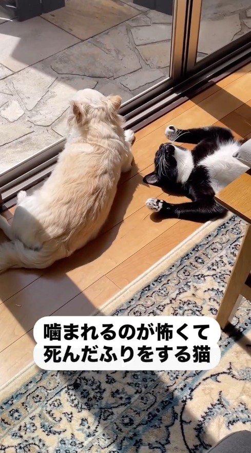 犬のそばで寝転がる猫