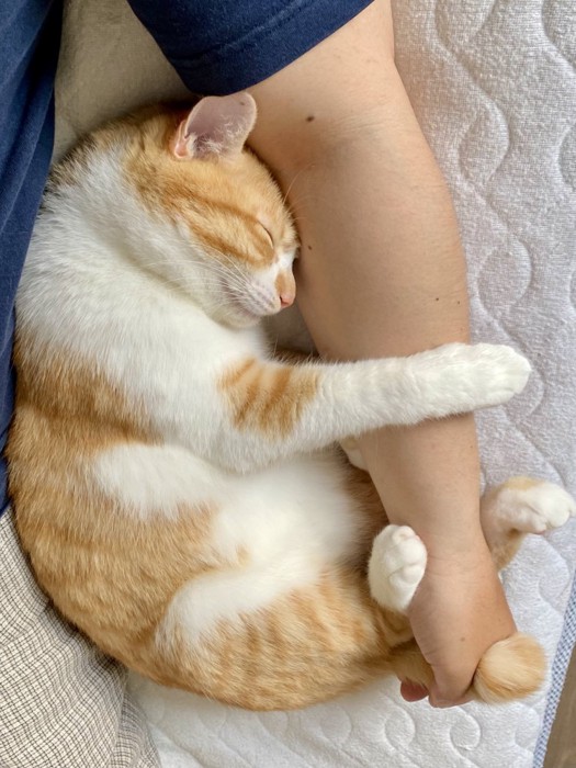 腕にしがみつく猫