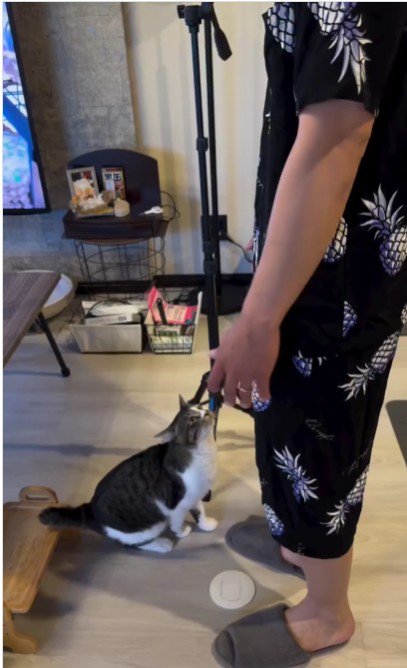 ジャンプしようとしている猫