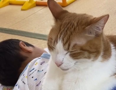 子供の上に乗る猫（目を瞑りながら少し口を開ける猫）