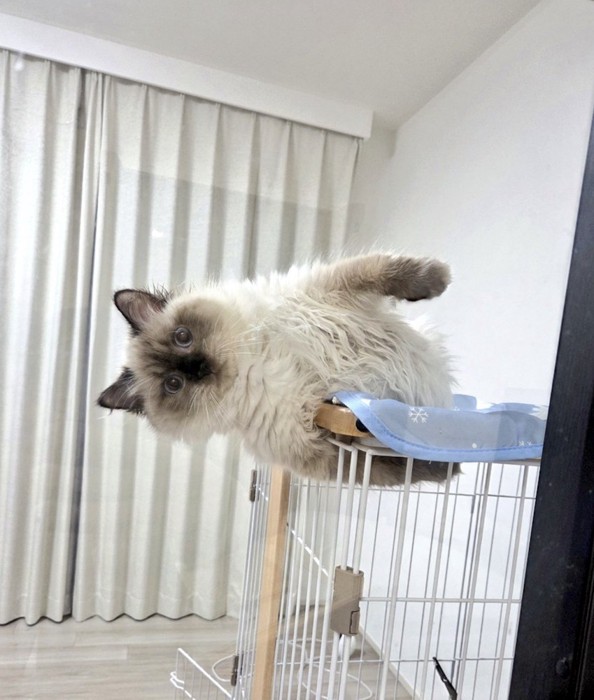 天板からはみ出ながら寝そべる猫