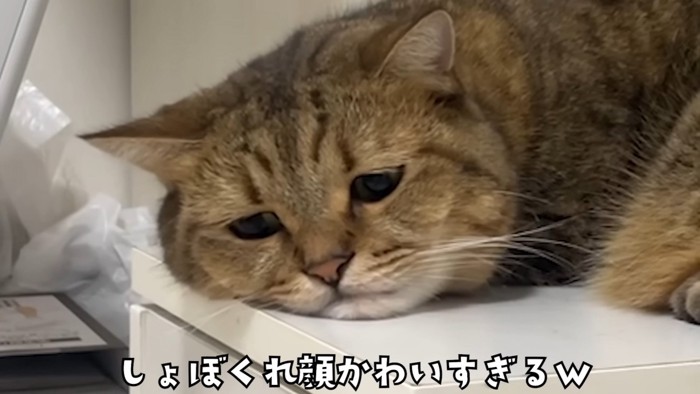 しょんぼりとした表情のアップ