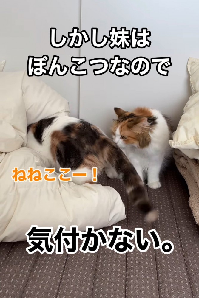猫のおしりの匂いを嗅ぐ猫