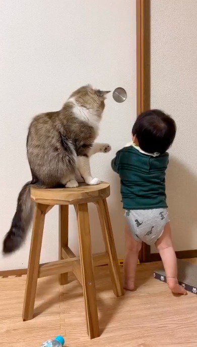 扉の前にあるイスに乗る猫と、扉に近づく赤ちゃん