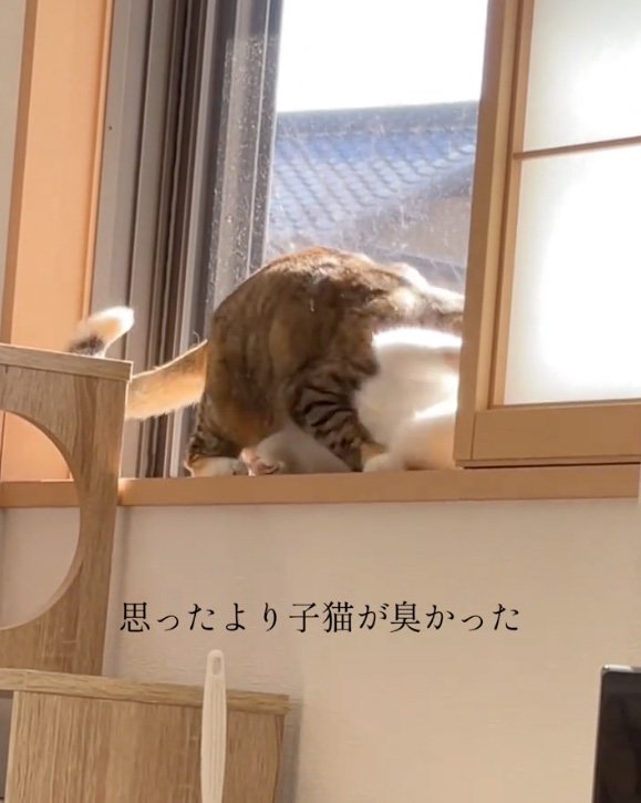 被さる猫