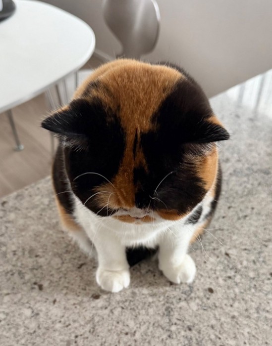 頭を差しだす猫