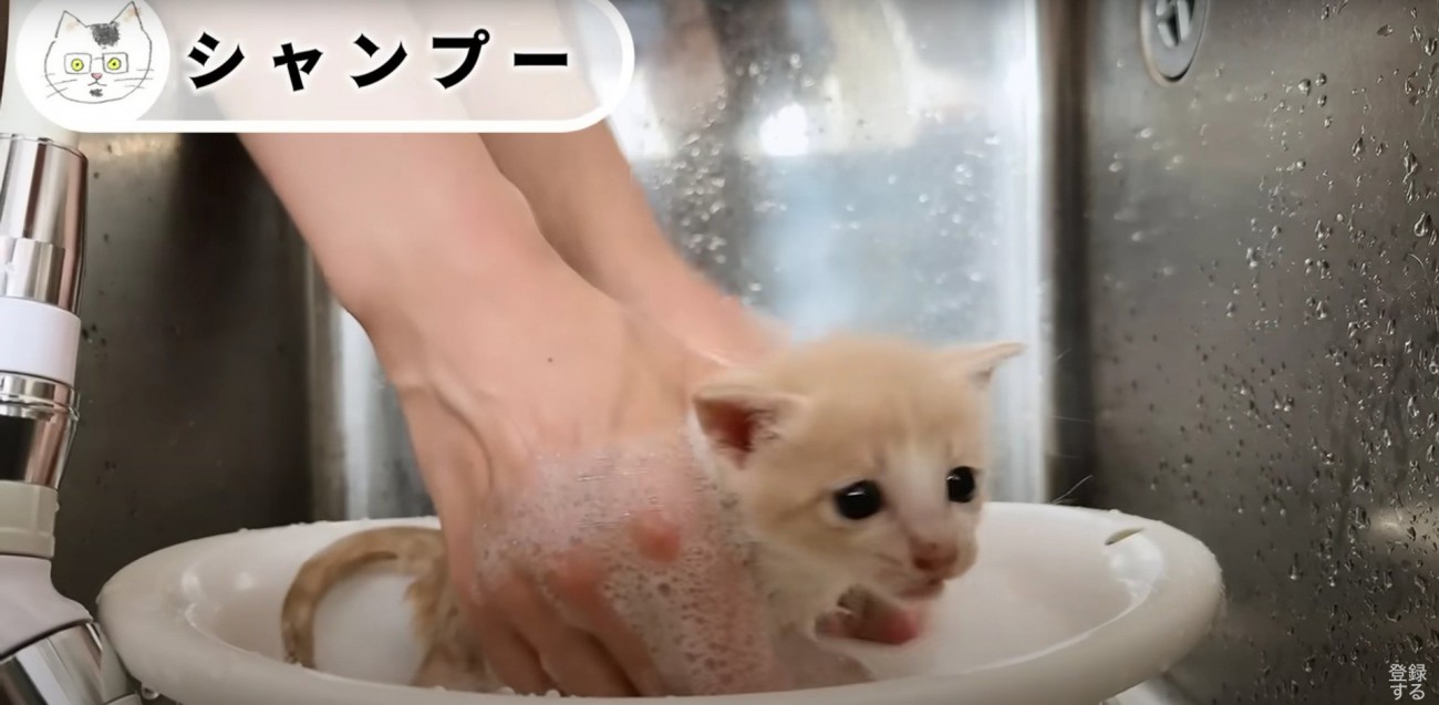 シャンプーされている子猫