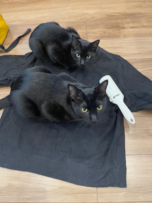 服の上に乗る2匹の黒猫