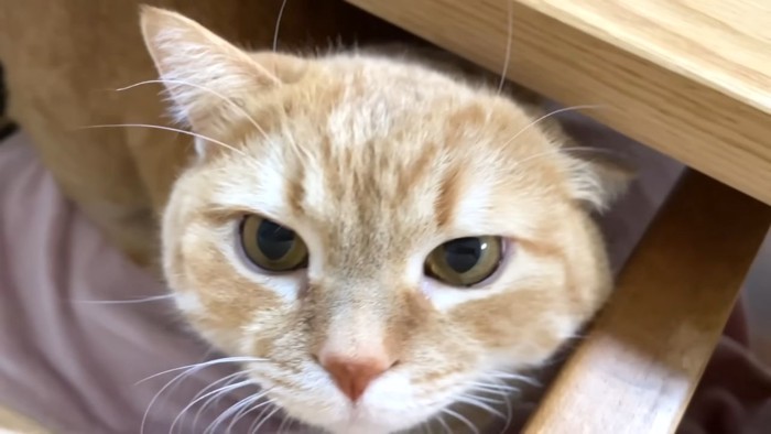 茶トラ猫の顔アップ