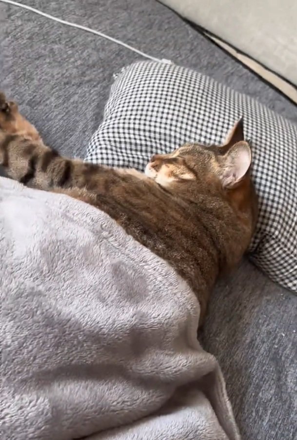 枕を使って眠るししゃもくん