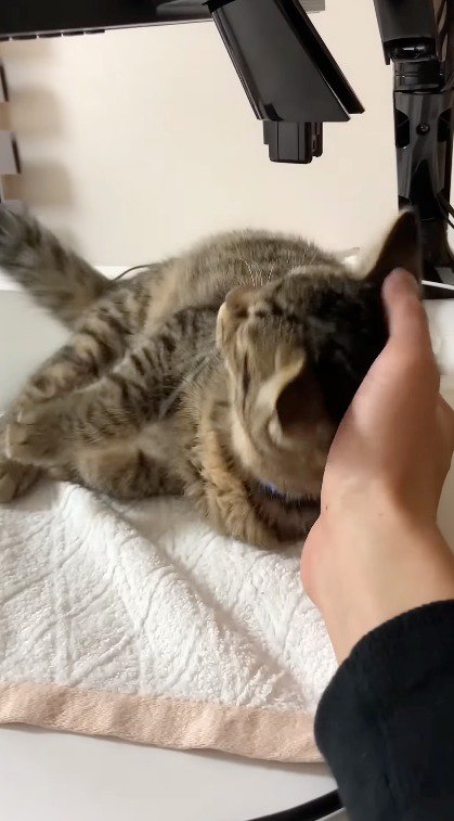 飼い主の手に頭を乗せたまま寝転がる子猫