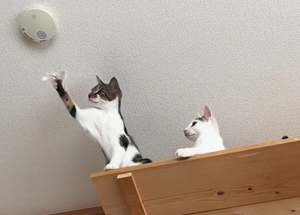 じゃれる猫と見守る猫