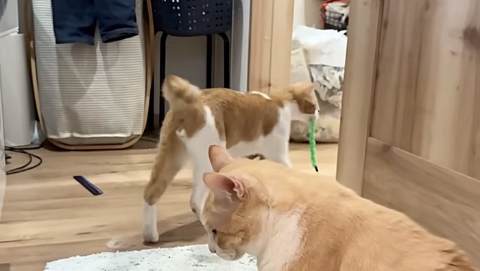 おもちゃを持ち去る茶白猫