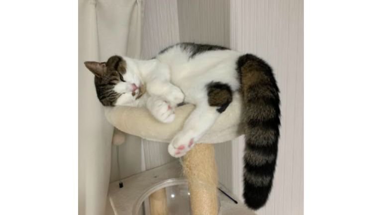 室内にいる猫