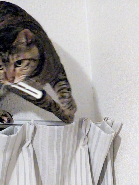 カーテンレールの上でふり返る猫