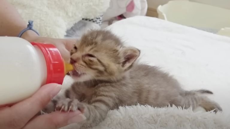 ミルクを飲んでいる子猫