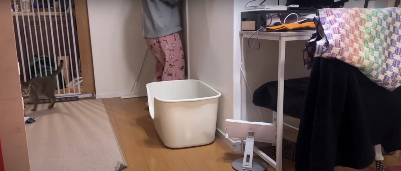 人を見ている猫%％ちょっと簡単すぎニャい？