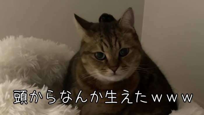 頭からなんか生えたw