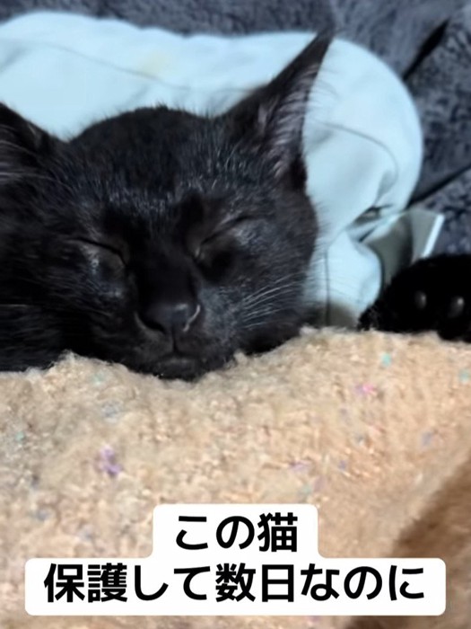 猫の寝顔
