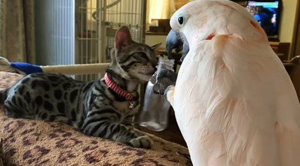 差し出されたビンを嗅ぐ子猫