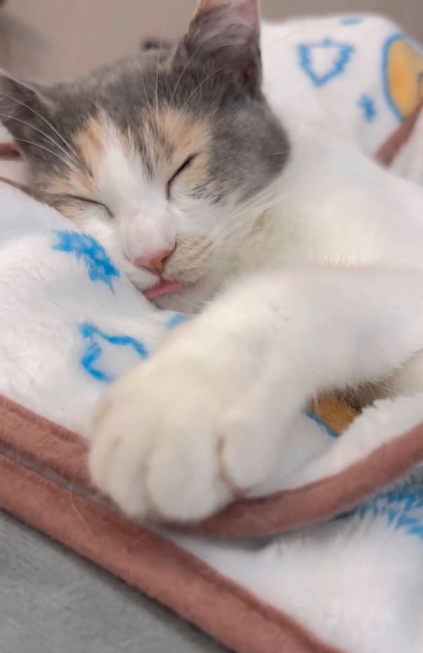 寝ているむぎちゃん