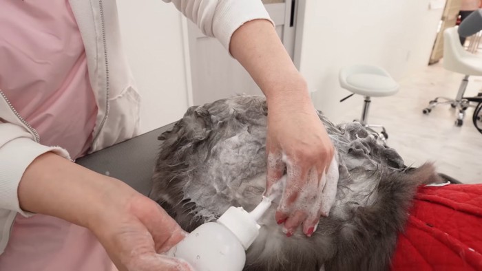 シャンプーに泡をつけられる猫