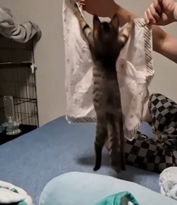 ハンカチにジャンプする子猫
