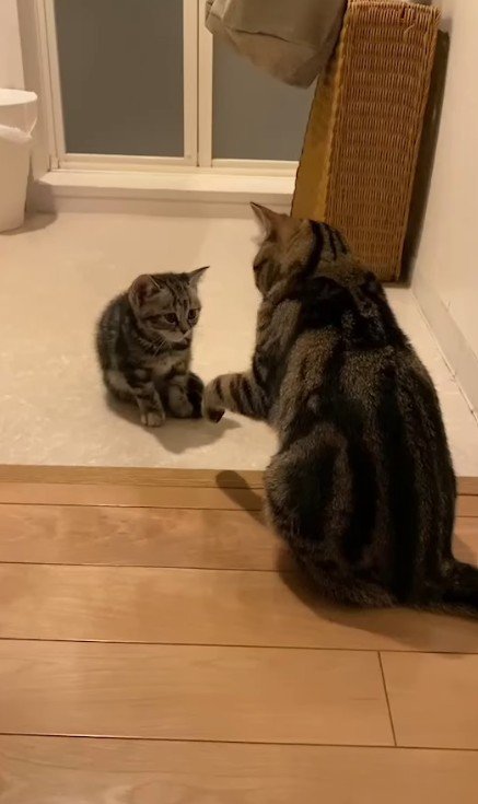 向かい合う2匹の猫