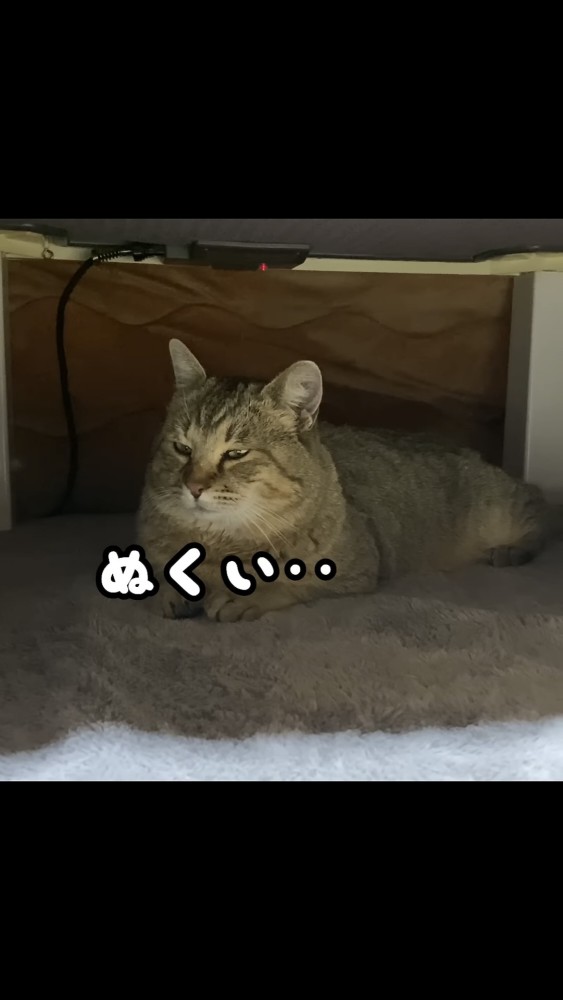 目を閉じる猫