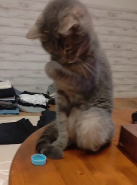 乙女な猫