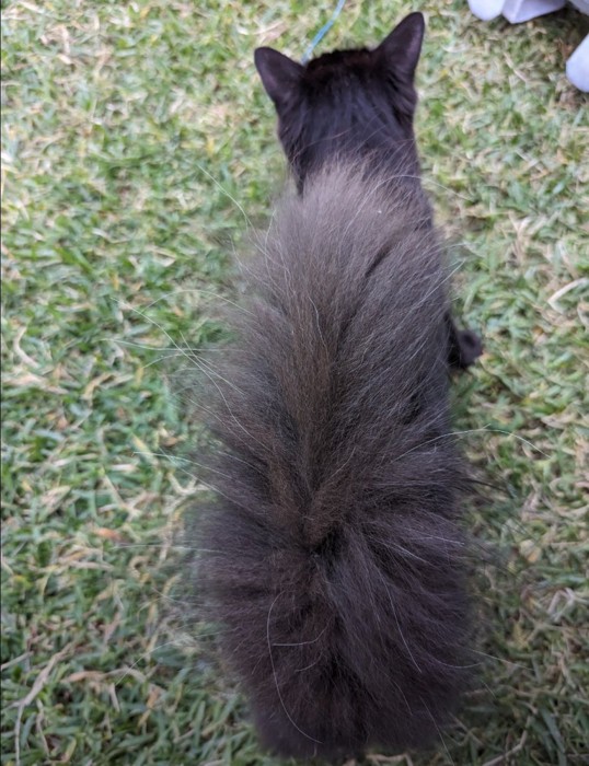 ふさふさしっぽのモアさん