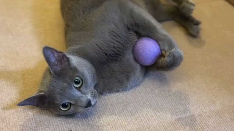 ボール遊びしている猫