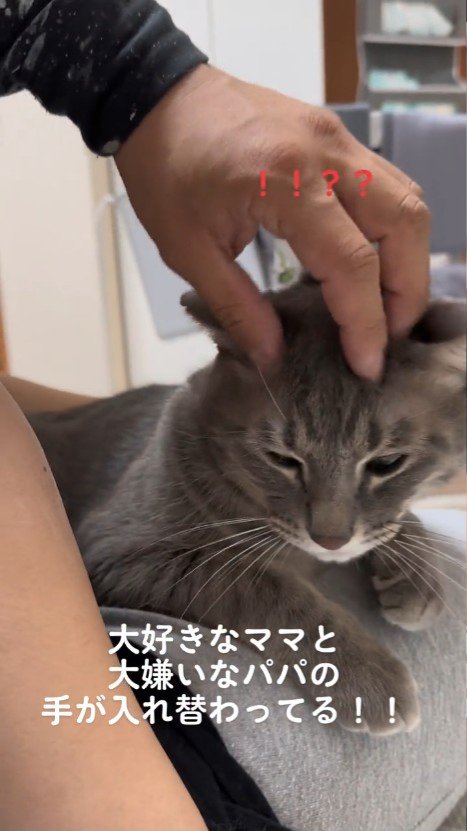目を開けた猫