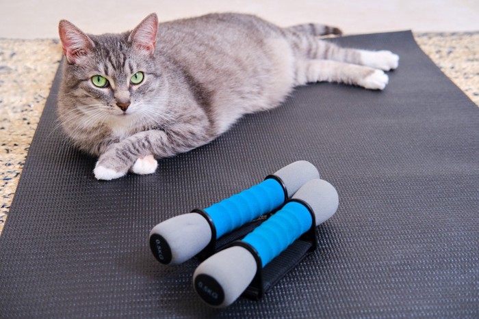 ヨガマットの上でくつろぐ猫