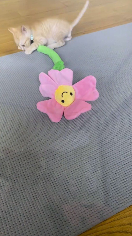 ぬいぐるみに飛びつく子猫