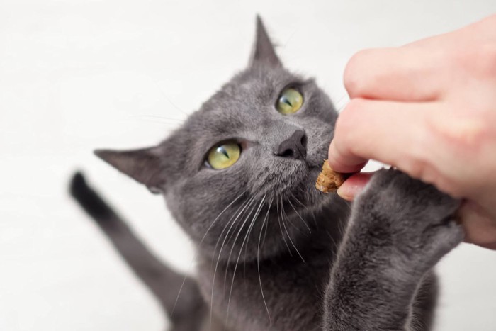 ご飯を手渡しされる猫