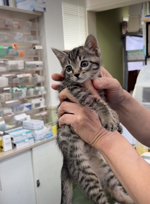 抱き上げられる子猫