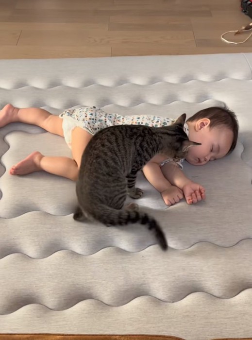 お昼寝中の赤ちゃんと猫