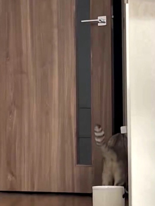 ドアを通過する猫の後ろ姿