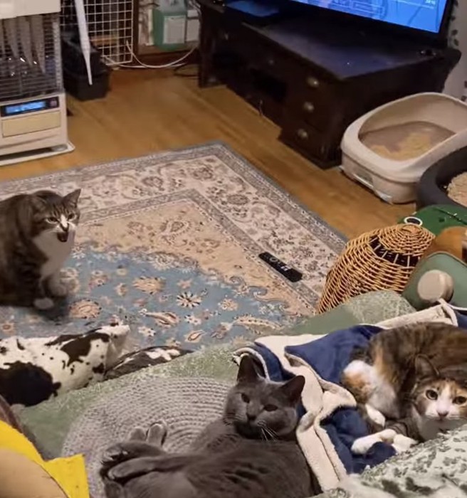 口を大きく開けている床にいる猫とソファの上にいる口を閉じた2匹の猫