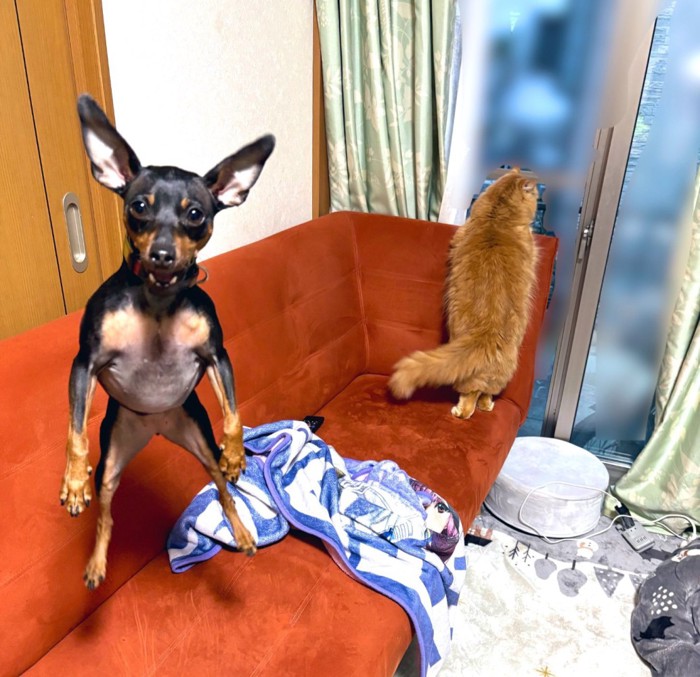 写真に映り込む犬