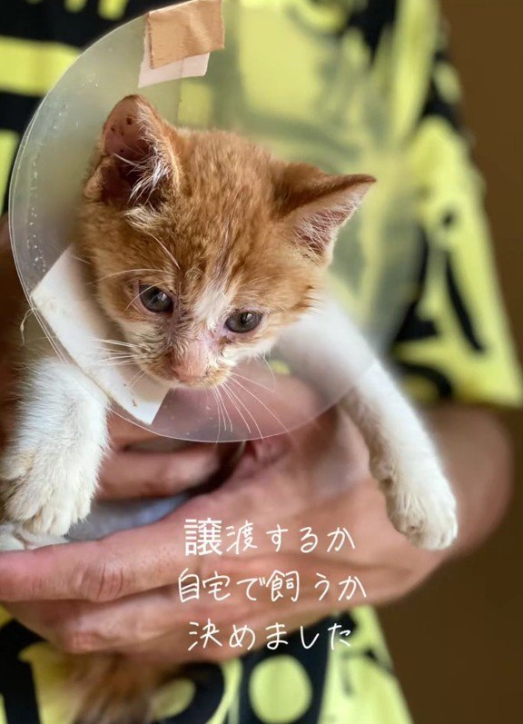 抱っこされている子猫