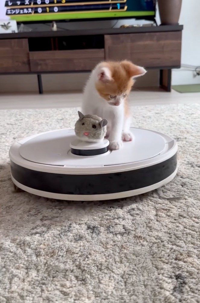 ネズミのぬいぐるみと子猫