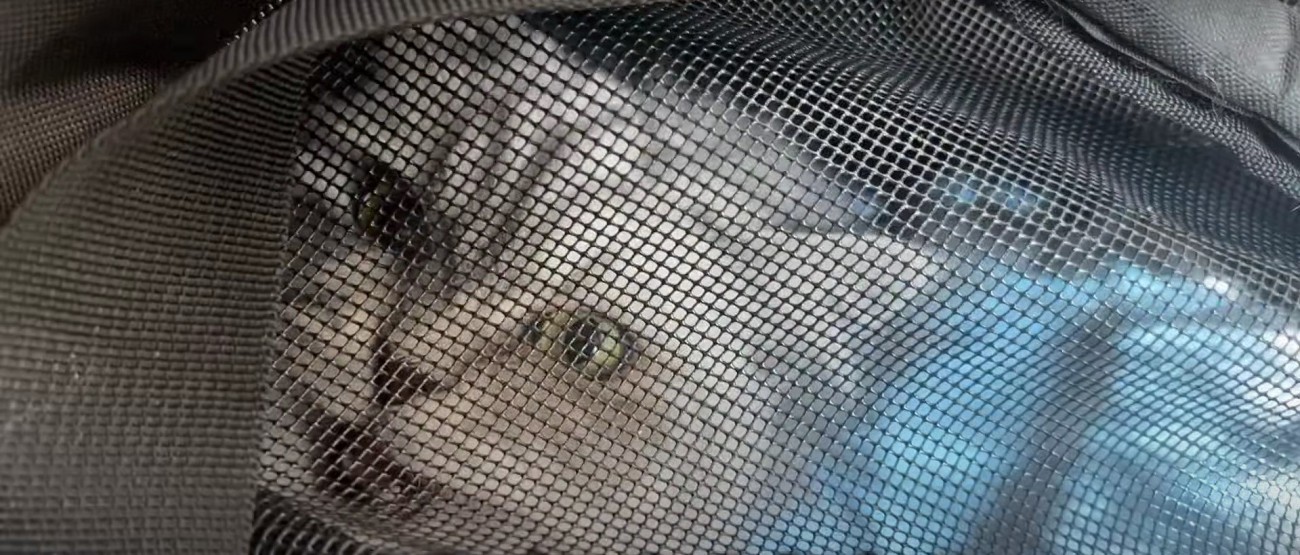 キャリーの中の猫%%ブチギレ