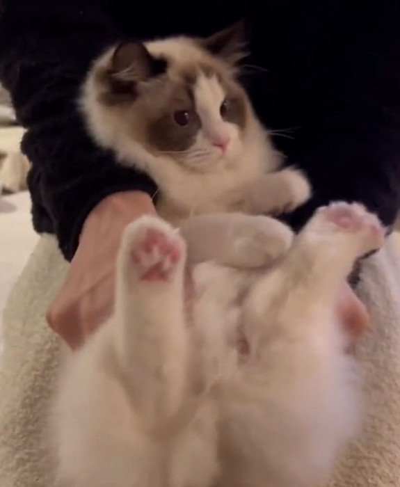 抱っこされる猫