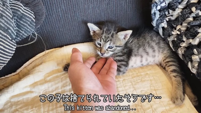 顔をなでられる子猫