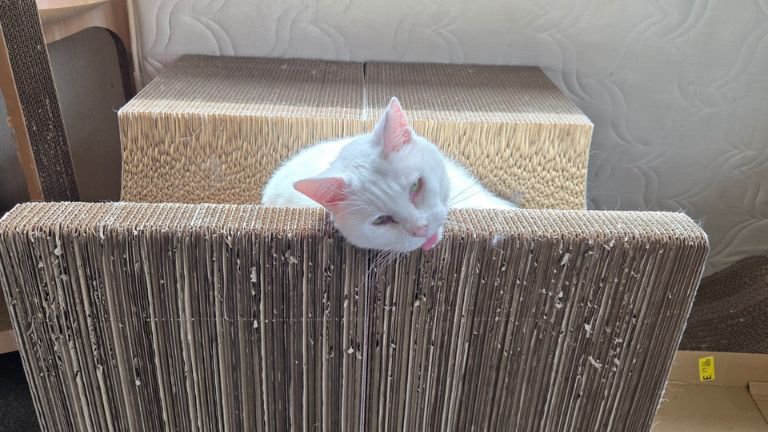 爪とぎにいる猫