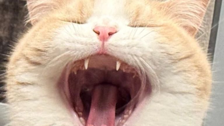 あくびをしている猫