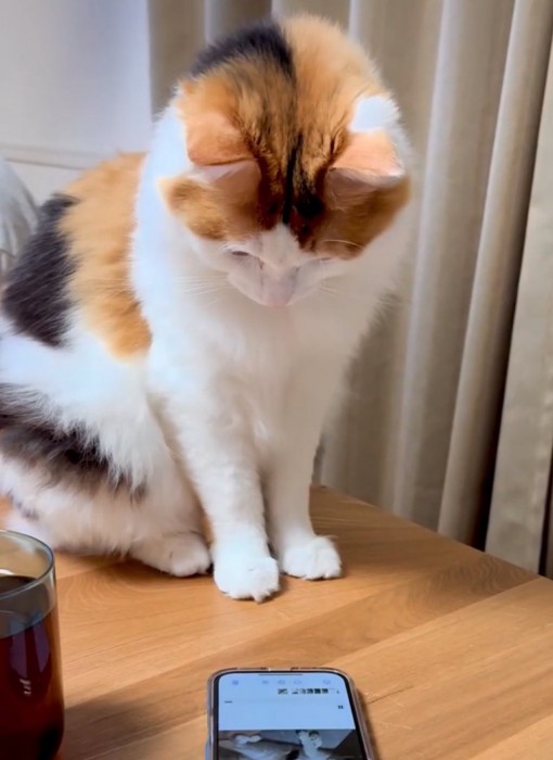 スマホを見つめる猫